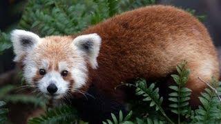 Missing red panda found outside zoo in busy neighborhood