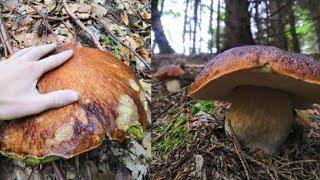 UN FUNGO EDULIS  DI 2 CHILOGRAMMI! Bellissimi funghi | Funghi Porcini 2021