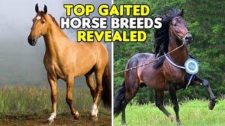 EXPLORING THE BEST GAITED HORSE BREEDS #horse #horses