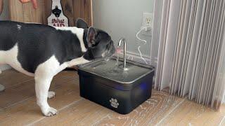 Your dog will drink more water with the Kastty Water Fountain!