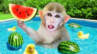 BiBi Monkey eats Coolest Watermelon and goes swimming at summer pool | COA Animal