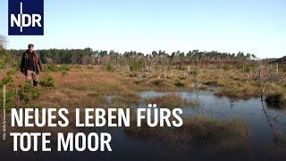 Naturschutz: Klimaschutz am Steinhuder Meer | Die Nordreportage | NDR Doku