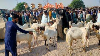 Qurbai Ke Janwar Bakra mandi Eid UL uzha 2024 Maweshi Mandi Sindh Halani