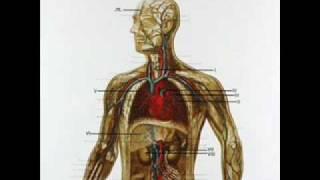Johan Timman - The White Blood Cells and the Antibodies (Look Out for the Killer)