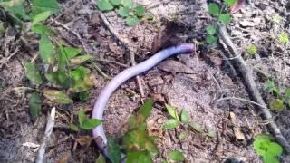 Worm snake worm lizard rare find