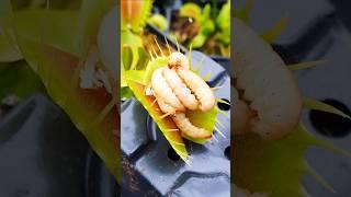 Largest Venus Flytrap gets mouthful of worms #shorts #carnivorousplant #insects