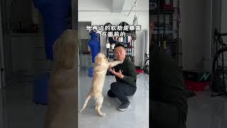 遇到被人掐脖子，教你一招制敌！ 一招制敌 实用拳法 防身术 训狗经验分享 狗狗会武功