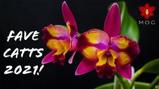 Favorite Cattleya Orchids in 2021 - Must Haves for any Cattleya collection! 