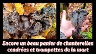 Encore un beau panier de chanterelles cendrées et de trompettes de la mort