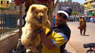 Saddar Dogs Market 19-5-2024 Karachi | German Shepherd Chow Chow Dogs | الكلاب الأصيلة والمقاتلة