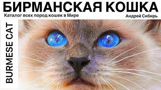 БИРМАНСКАЯ КОШКА. ВСЕ ПОРОДЫ КОШЕК МИРА. BURMESE CAT.