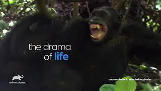 Animal Planet - Africa Uncoverd