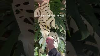 저요 저 사실 식물이였던거에요 내가 알보의 왕이다!! #몬스테라알보 #plants #식물 #알보의왕 #houseplants #gardening