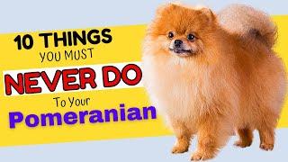 10 Things You Must Never Do to Your Pomeranian