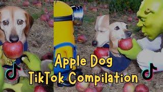 Apple Dog TikTok Compilation