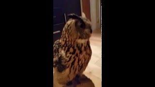 Giant eagle owl playing