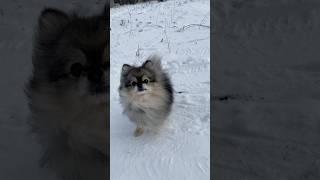 А ваш шпиц любит так снег #pomeranian #шпиц