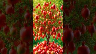 Easy and fast techniques for planting and growing pomegranate trees. #gardening