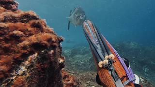 Pesqué 2 Peces Gigantes A Solo 2 Metros De Profundidad - Pesca Submarina 2024