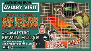 HOW TO BREED RED FACTOR SUN CONURE | BLUE-NAPED & INDIAN RING NECK | AVIARY VISIT WITH ERWIN HULAR