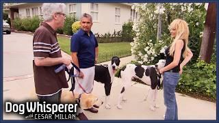 Cesar Helps Dominant Great Dane Manage His Aggression | S4 Ep 5 | Dog Whisperer With Cesar Millan