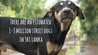 The truth about Sri Lankan street dogs