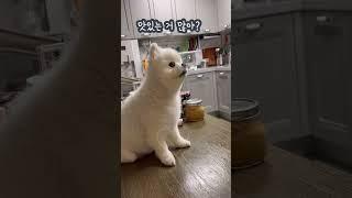 이정도면 대화 가능한 강아지 #샤샤의하루 #cutedog #pets #cutepuppy