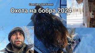 Охота на бобра 2024