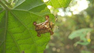 Wuliang Mountains Series | Episode 8: Golden tortoise beetle