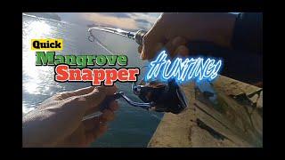 ML902 EP 14: Quick Mangrove Snapper Hunting