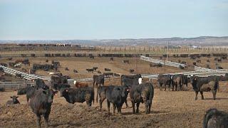 Western Ag Network Report for January 13, 2023