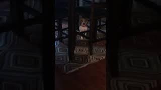 Beagle puppy scared of vaccum cleaner noise