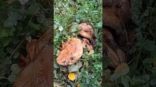 ГРИБЫ МОЖНО СОБИРАТЬ РЯДОМ С ДОМОМ
