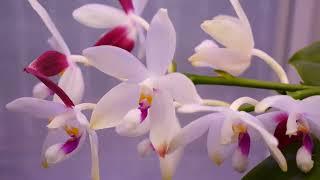 Phalaenopsis speciosa (tetraspis C#1) - Orchid Spotlight & Care Tips