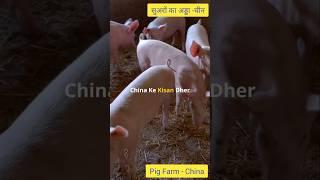 Pig Farm - China #facts #shorts