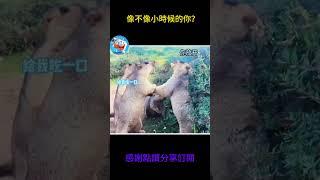 搞笑動物系列第530集  笑？說的不是你？#搞笑 #黃狗 #主人 #animals #老友狗狗 #funny #老友狗狗 #大熱門 #遊戲 #大熱門 #遊戲 #貓咪 #貓咪 #游戏#土拨鼠