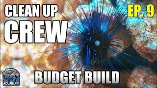 Choosing Your CLEAN-UP CREW - Beginner Saltwater Budget Aquarium
