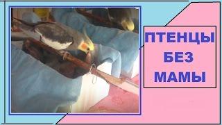 ПТЕНЦЫ растут без мамы. Мама корелла нападала на птенцов. РАЗВЕДЕНИЕ КОРЕЛЛЫ 1-й сезон