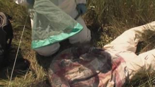 Forensic Science Field Techniques - Forensic Entomology