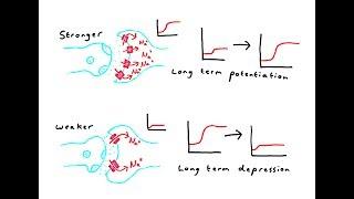 Synaptic plasticity