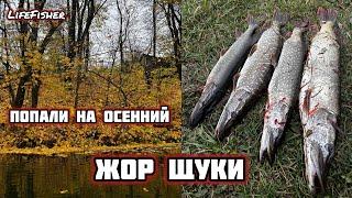 Попали на осенний ЖОР ЩУКИ! Пруд забит крупной щукой. Baitcasting vs Pike. Щука жрет наши приманки.