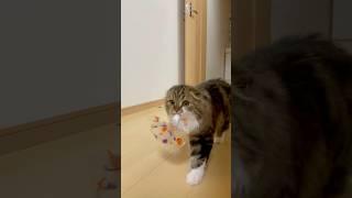 [Extra] Cute Scottish Fold kitten walking with a plastic bag in her mouth. Elle video No.E13