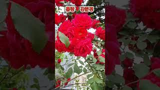#강문경 #홍랑 #현역가왕2 #뽕신 #장미꽃 #붉은장미