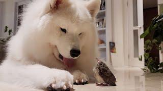 A large dog living with a baby bird