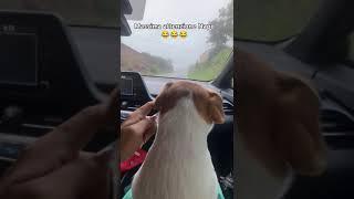 #shorts #shortvideo #viralvideo #viralshorts #love #car #rain #funny #live #life #fyp#new#now#dog