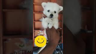 MEET THE Adorable Pom Puppy#Meet Our Adorable Pom Puppy#pom trending
