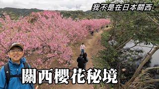 I'm enjoying cherry blossoms in Quanxi! "Guanxi Cherry Blossom Secret Spot"