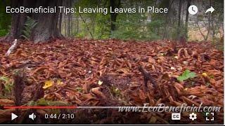 EcoBeneficial Tips: Leaving Leaves in Place