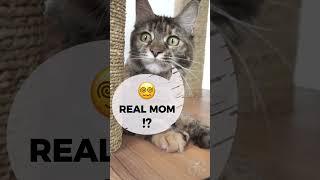  Adopted? | Cute Maine Coon Cat