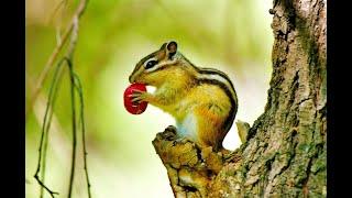 Chipmunk creates luxurious underground chamber for harsh winter